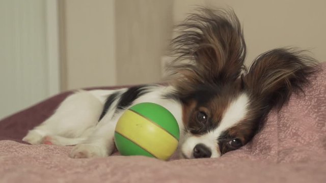 Papillon Continental Toy Spaniel puppy tired of playing ball and falling asleep stock footage video