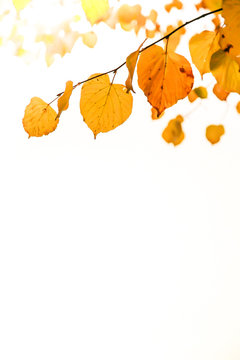 Autumn leaves