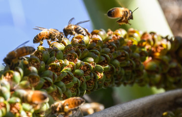 Bees hovering around tree and collecting pollen from seeds