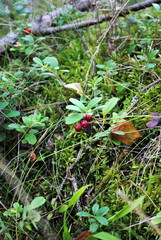 Preiselbeeren 