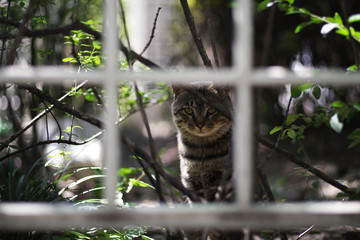 cute lovely street cat