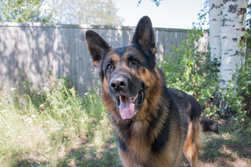 Dog german shepherd in village