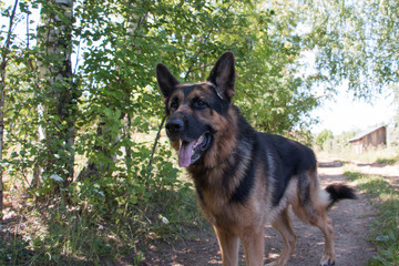 Dog german shepherd in village