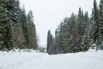 Trees in a winter and snow