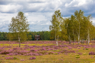 Heide