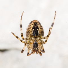 Close-up of a cross spider