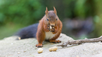 Brown squirrel eating nuts on tree