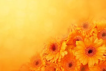 Crédence de cuisine en verre imprimé Gerbera Fleurs de gerbera en fleurs d& 39 été/automne sur fond orange, carte florale lumineuse