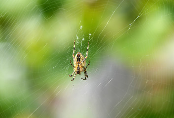 Spider waiting the web for some insects