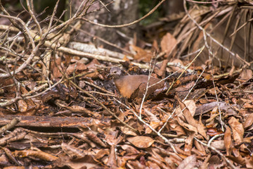 Tururim (Crypturellus soui) | Little Tinamou photographed in Linhares, Espírito Santo - Southeast of Brazil. Atlantic Forest Biome.