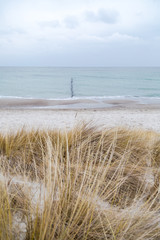 Fototapeta na wymiar Dünengras weht im Wind, im Hintergrund das Meer mit Holzpfählen