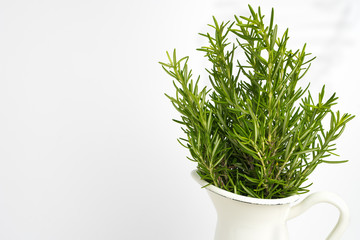 Fresh thyme herb grow in vase.