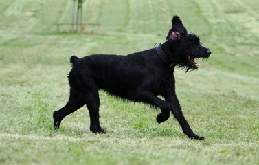 Riesenschnauzer hat Spaß im Garten