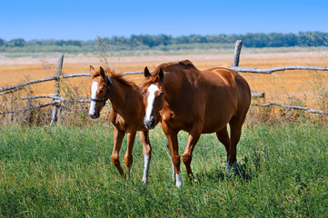 Naklejka na ściany i meble A mare with a foal in a meadow. Horses graze on pasture. Farm animals. Summertime