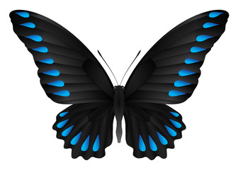 Beautiful butterfly isolated on a white background