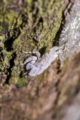 Inseto (artropode) | insect photographed in Linhares, Espírito Santo - Southeast of Brazil. Atlantic Forest Biome.