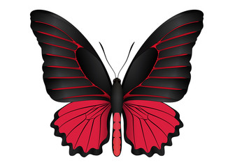 Beautiful butterfly isolated on a white background