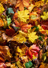 Colorful pile of leaves in red and yellow autumn colors, lying on the ground