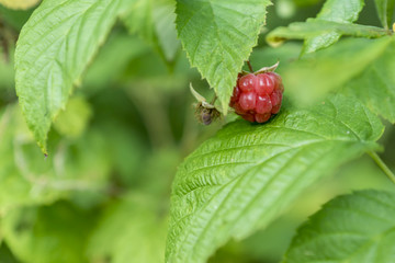 wild raspberry bush