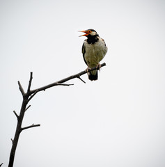 Pied myna or Asian pied starling