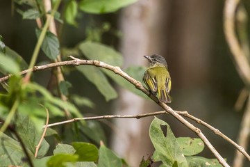 Bico-chato-de-cabeça-cinza (Tolmomyias poliocephalus) | Gray-crowned Flycatcher photographed in Linhares, Espírito Santo - Southeast of Brazil. Atlantic Forest Biome.