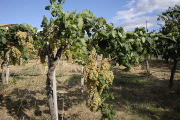 Fototapeta na wymiar grapes of white grapes on the vine