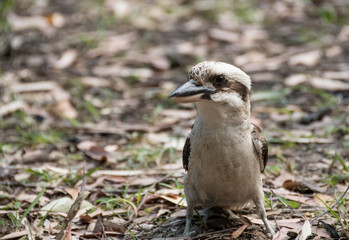 Young kookaburra perched on ground looking for food
