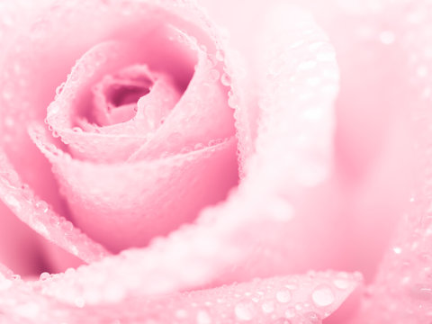 Close-up image of beautiful pink rose flower with droplet. Valentine day, love and wedding concept. Selective and soft focus