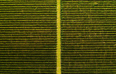 Aerial flat top view of a vineyard road in autumn