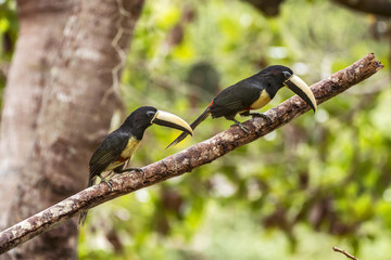 Araçari-de-bico-branco (Pteroglossus aracari) | Black-necked Aracari photographed in Linhares, Espírito Santo - Southeast of Brazil. Atlantic Forest Biome.