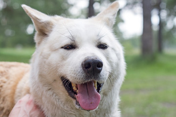 Obraz premium A happy Japanese Akita-inu dog in the forest among the trees in summer on a natural background and the hand of her owner.