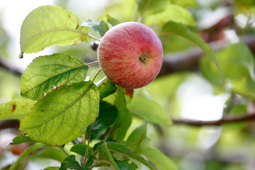 Apple on a tree