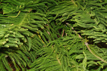 tree branch texture on a black background