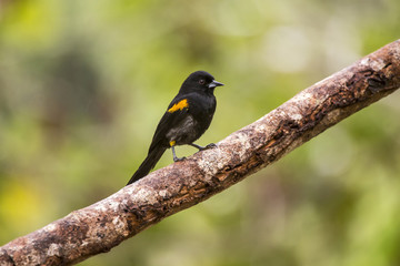 Encontro (Icterus pyrrhopterus) | Variable Oriole photographed in Linhares, Espírito Santo - Southeast of Brazil. Atlantic Forest Biome.