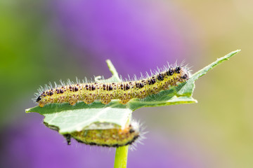 Caterpillars of a cabbage butterfly