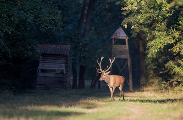 Obraz na płótnie Canvas Red deer walking in forest