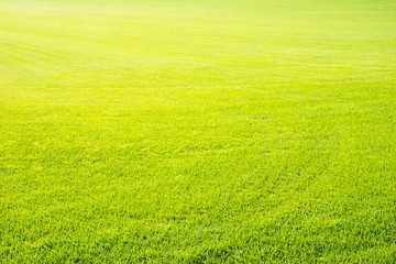 Plakat Perfect short cut green grass background