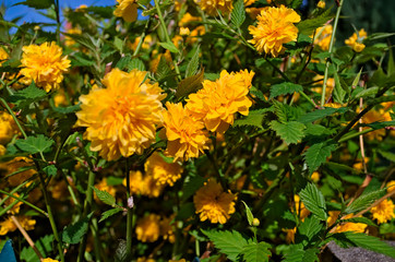 Bush blooming with yelow flowers