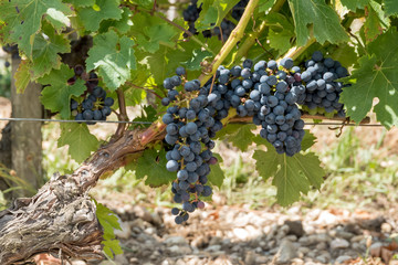 Vignes et raisin du Médoc, près de Bordeaux (France)