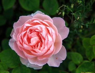 Blooming rose in the garden on a sunny day. David Austin Rose Gentle Hermione.