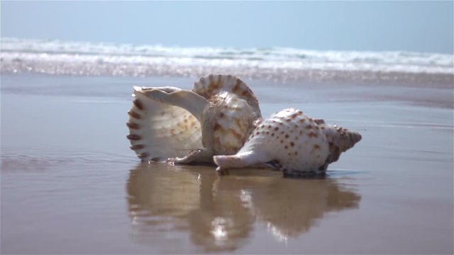  High quality video of shell by the ocean in real 1080p slow motion 250fps
