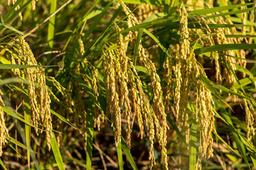 垂れる稲穂