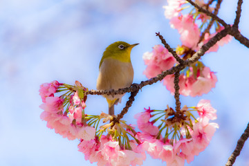 The Japanese White-eye.The background is cherry blossoms. Located in Tokyo Prefecture Japan.