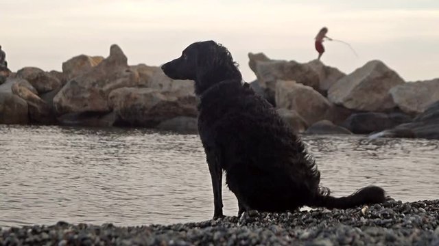Cane che abbaia in riva al mare