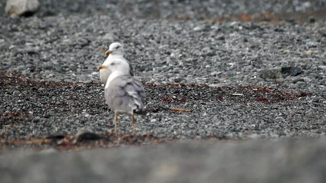 Gabbiani che camminano sulla spiaggia