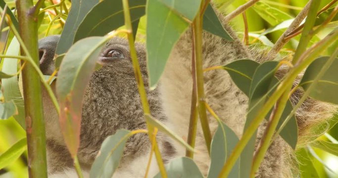 Koala native Australian Marsupial sleeping in tree