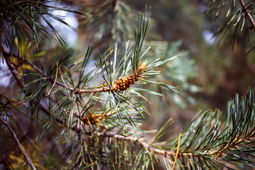 Naklejka na ściany i meble Young pine cones and green needles