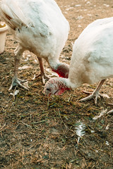 Turkeys on the farm yard in the village