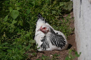 Deutsches Reichshuhn