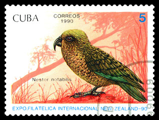 Fototapeta na wymiar Postage stamp. Nestor notabilis.